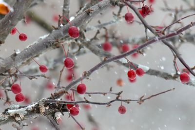 Snow Berries