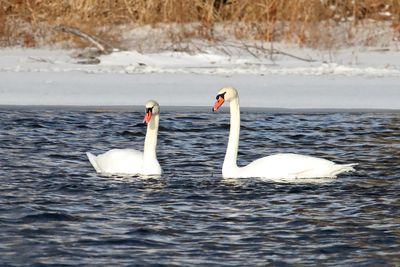 Swans on the Fox