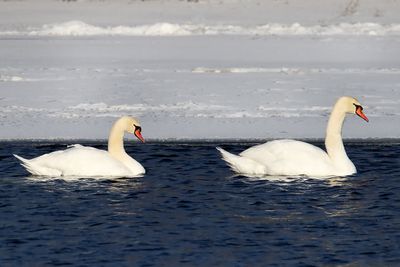 Snow Swans
