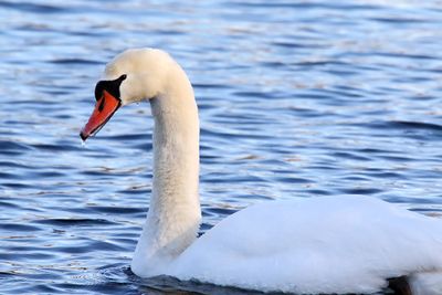 Swan in the Sun