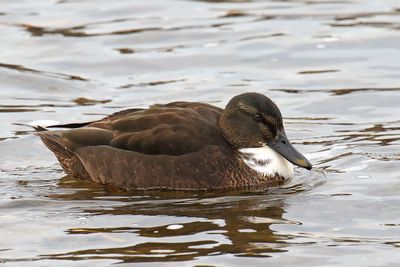 Mallard Mix