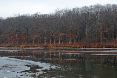 Woods in the Winter