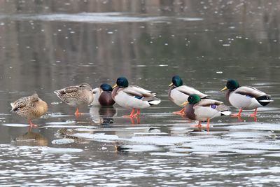 On Ice