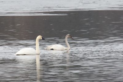 Arctic Swans