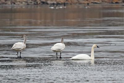 Swans on Ice