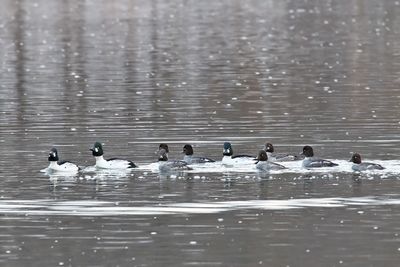 Diving Ducks