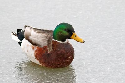 Duck on Ice