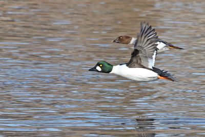 Duck Pair