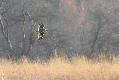 Working the Prairie