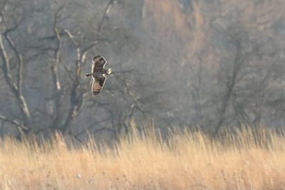 Working the Prairie