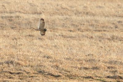 Flying Low