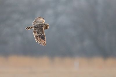 Wintering Owl