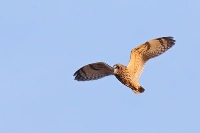 Owl Awake