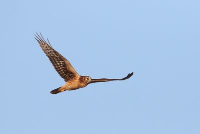 Harrier Hunting