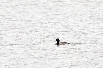 Duck Above the Dam