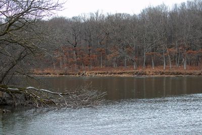 Forest Along the Shoreline