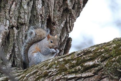 Nibbling on a Nut