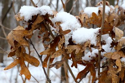 Winter Oak