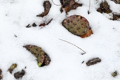 Snow Cactus