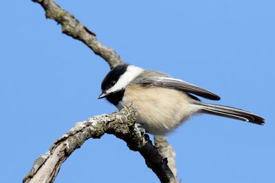 Bird on a Branch