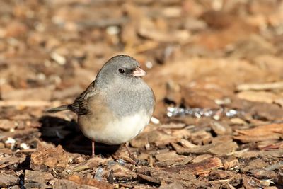 Winter Bird