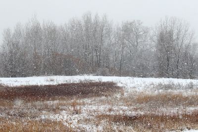 Obscured by Snow