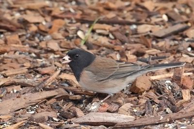 Different Junco