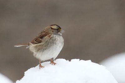 Snow Sparrow