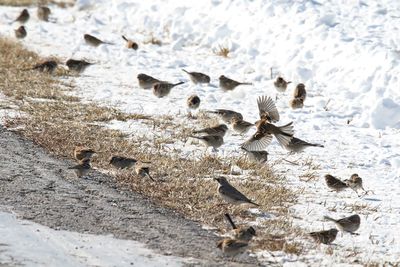 Foraging Through the Snow