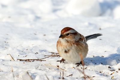 Seeking Seeds