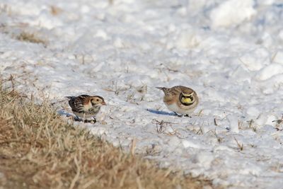 Winter Birds