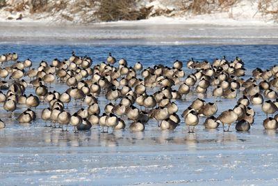 Huddled Up