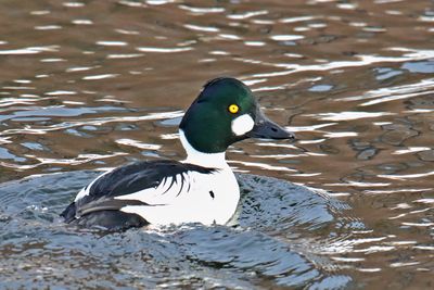 Diving Duck