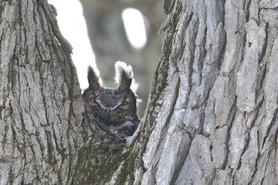 Maybe in a Nest