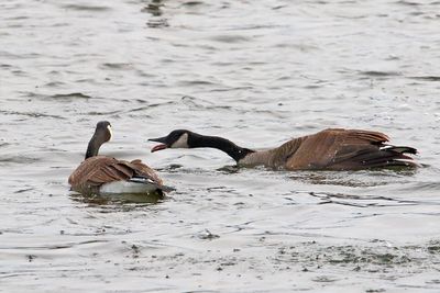 Grumpy Goose