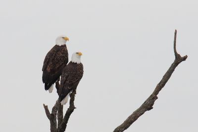 Pair of Eagles