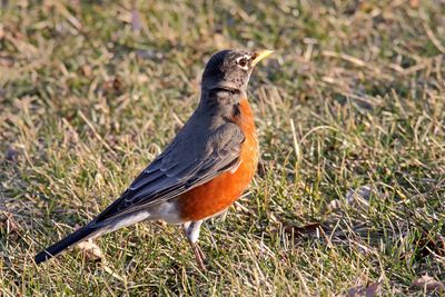 Almost a Sign of Spring