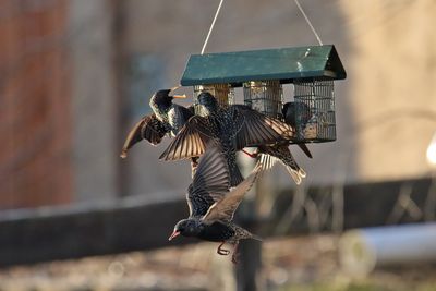 Frenzy at the Feeder