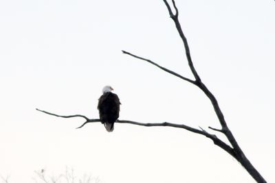 Bird on a Branch