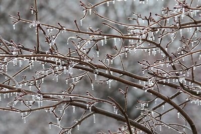 Icicles