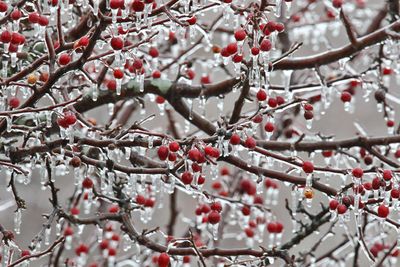 Frozen Apples