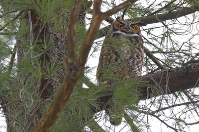 Not in a Nest