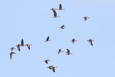 Group of Geese