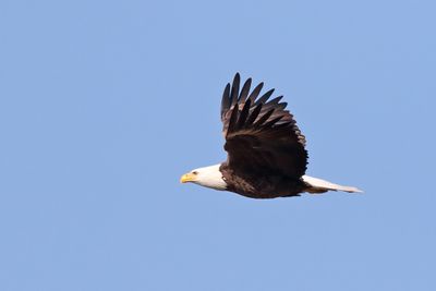 Flight of an Eagle