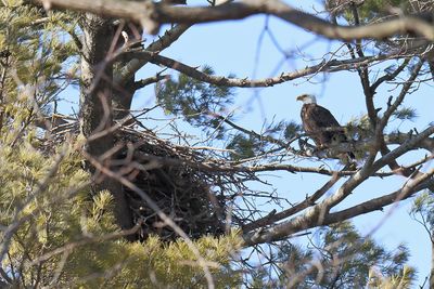 New Nest