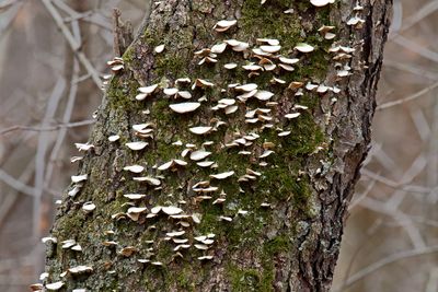 Fungus and Moss