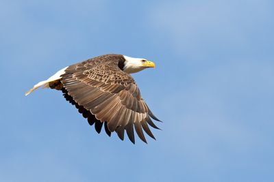Flight of the Eagle 