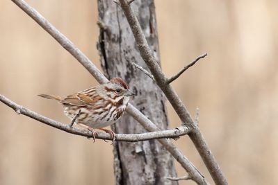 Song Sparrow