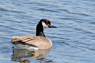 Smaller Goose