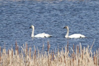 Swans Afloat